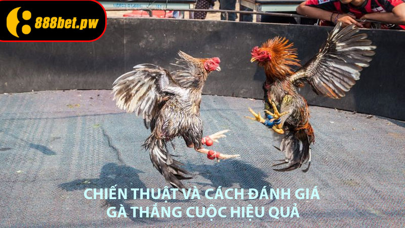 Chiến thuật và cách đánh giá gà thắng cuộc hiệu quả