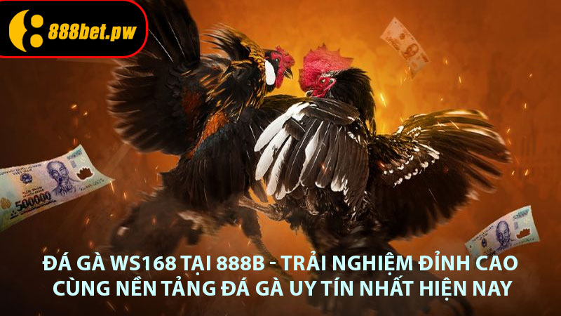 Đá Gà WS168 tại 888B - Trải Nghiệm Đỉnh Cao Cùng Nền Tảng Đá Gà Uy Tín Nhất Hiện Nay