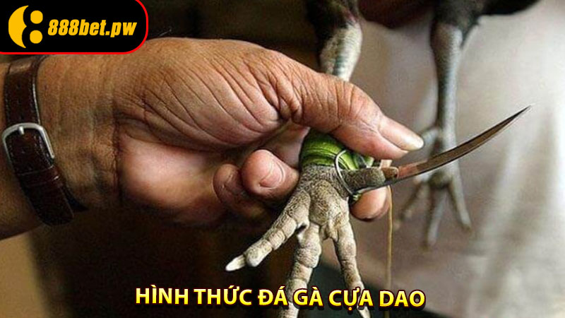 Hình thức Đá Gà cựa dao
