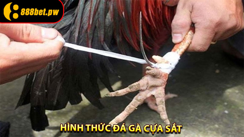Hình thức Đá Gà cựa sắt